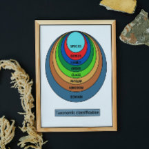 Taxonomische indeling