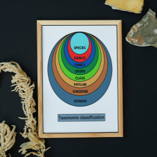 Taxonomische indeling poster