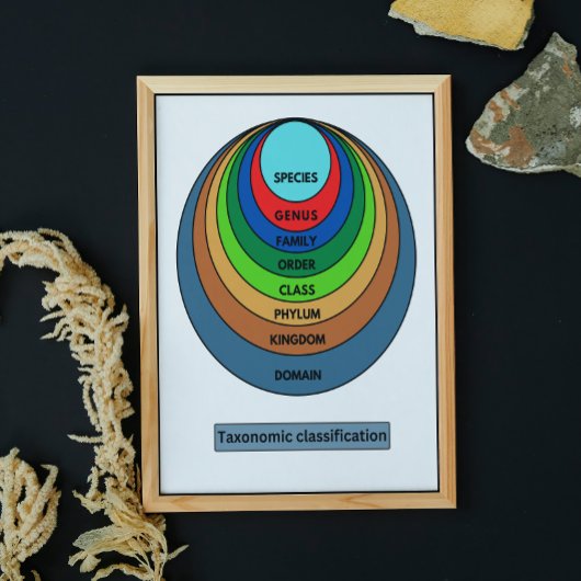 Taxonomische indeling poster