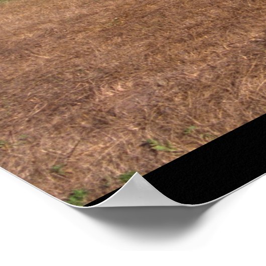 Taylorcraft, BC-12D, 1946_Classic Aviation Poster (Hoek)