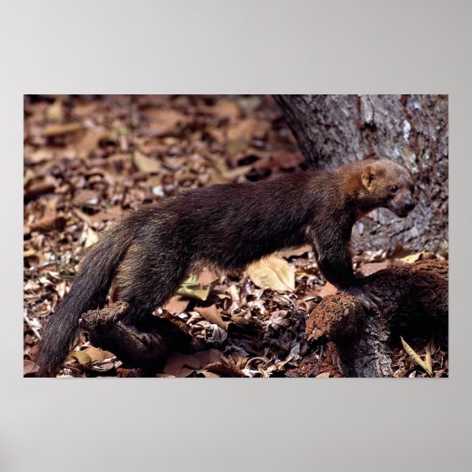 Tayra (Eira barbata) Poster (Voorkant)