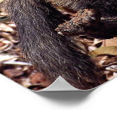 Tayra (Eira barbata) Poster (Hoek)