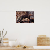 Tayra (Eira barbata) Poster (Keuken)