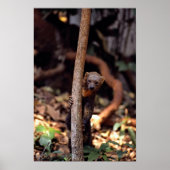 Tayra (Eira barbata) Poster (Voorkant)