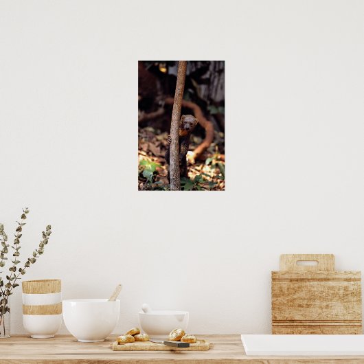 Tayra (Eira barbata) Poster (Keuken)