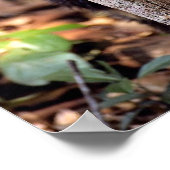 Tayra (Eira barbata) Poster (Hoek)