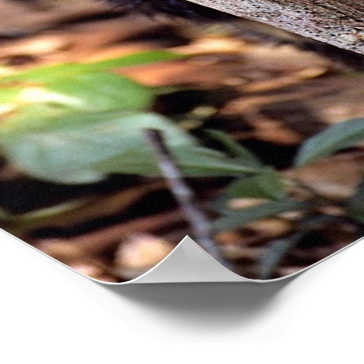 Tayra (Eira barbata) Poster (Hoek)