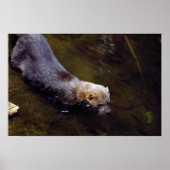 Tayra (Eira barbata) Poster (Voorkant)