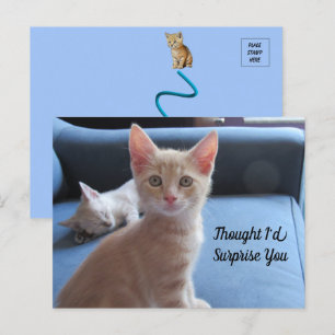 Taz en Winter Surprise Cat Briefkaart