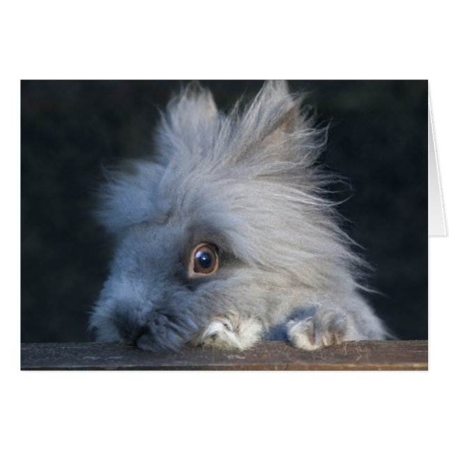 Taz-kaart (Voorkant Horizontaal)