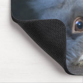 Taz-muismat Muismat (Hoek)