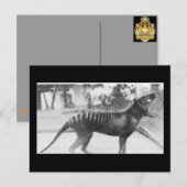 tazmaniaanse tijger briefkaart (Voorkant / Achterkant)