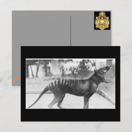 tazmaniaanse tijger briefkaart (Voorkant / Achterkant)