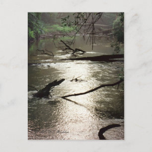 Tchefuncte Glimmer Briefkaart