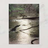 Tchefuncte Glimmer Briefkaart (Voorkant)