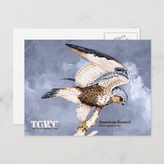 TCWC - American Kestrel Illustratie met Logo Briefkaart (Voorkant / Achterkant)