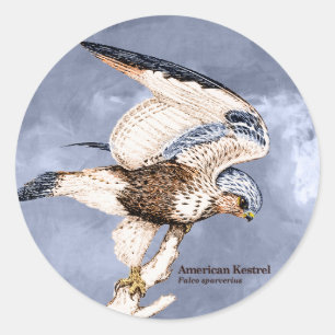 TCWC - American Kestrel Illustration Ronde Sticker