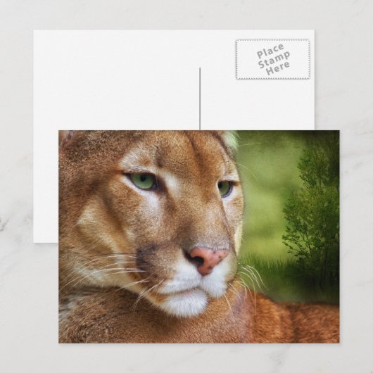 TCWC - Puma Mountain Lion Art Briefkaart (Voorkant / Achterkant)