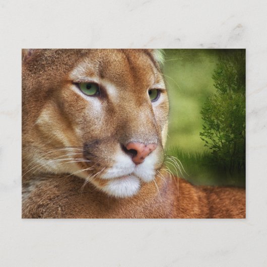 TCWC - Puma Mountain Lion Art Briefkaart (Voorkant)