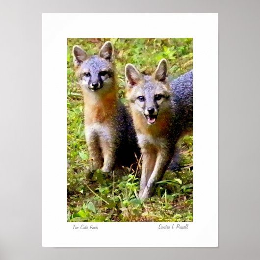 Te Cute Foxes originele foto van S.L Russell Poster (Voorkant)