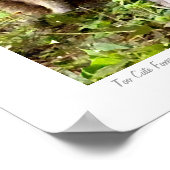 Te Cute Foxes originele foto van S.L Russell Poster (Hoek)