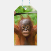 Te Cute om te Hanteren – Kleine Orang-oetan Cadeaulabel (Voorkant)