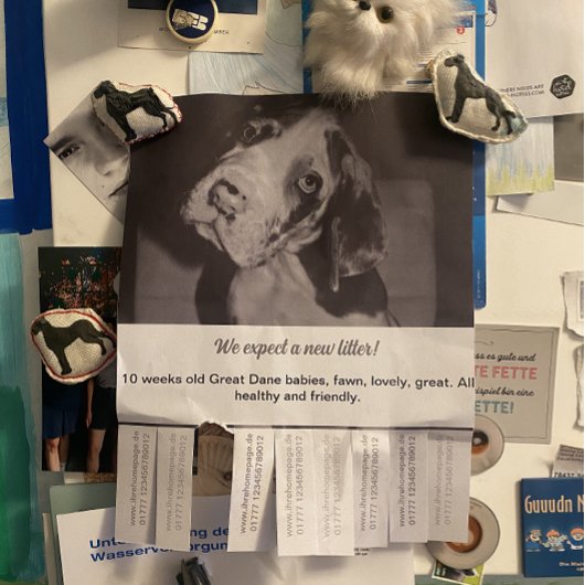 Te koop Dane Puppies Flyer