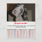 Te koop Dane Puppies Flyer (Voorkant)