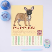 Te koop Frenchies Puppy Flyer (Enkel)
