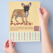 Te koop Frenchies Puppy Flyer (Hand)