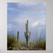 Te late middag in de woestijn poster (Voorkant)