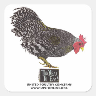 Te lekker om te eten! - Rooster Vierkante Sticker