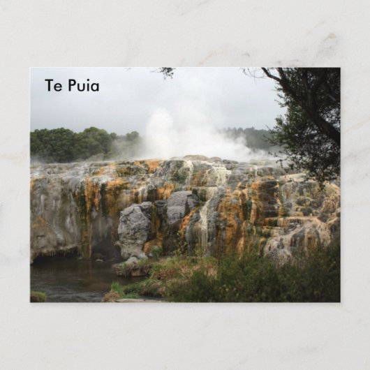 Te Puia Briefkaart (Voorkant)