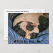 Te veel plezier? Boston Terrier Post Card Briefkaart (Voorkant / Achterkant)