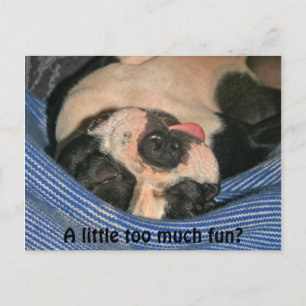 Te veel plezier? Boston Terrier Post Card Briefkaart