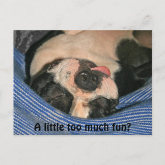 Te veel plezier? Boston Terrier Post Card Briefkaart