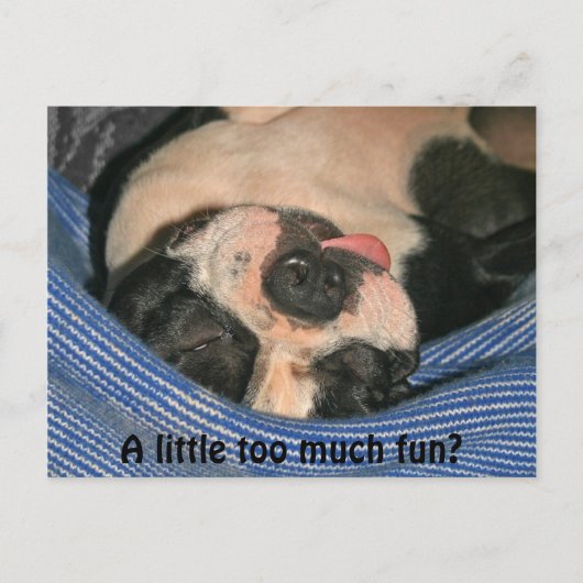 Te veel plezier? Boston Terrier Post Card Briefkaart (Voorkant)