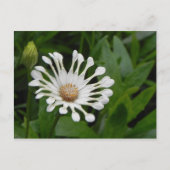 Tea Cup Daisey Post Card Briefkaart (Voorkant)