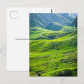 Tea plantages briefkaart (Voorkant / Achterkant)