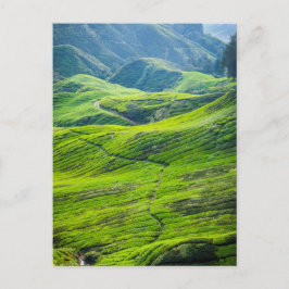 Tea plantages briefkaart
