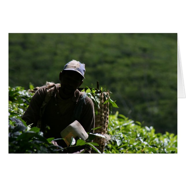 Tea Plantation (Voorkant Horizontaal)