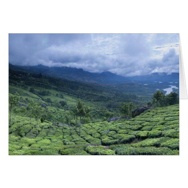 Tea plantation 2 Kerala staat India (Voorkant Horizontaal)
