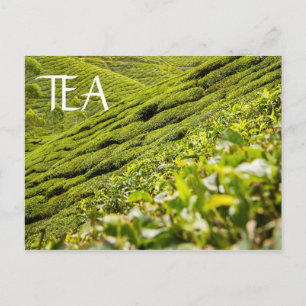 Tea Plantation Briefkaart