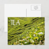 Tea Plantation Briefkaart (Voorkant / Achterkant)