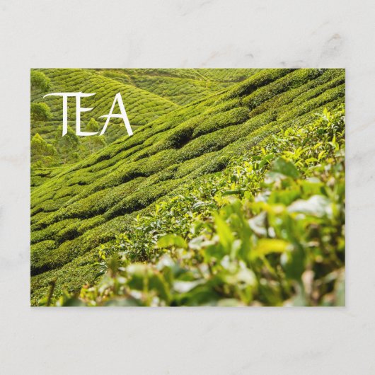 Tea Plantation Briefkaart (Voorkant)
