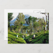 Tea Plantation Briefkaart (Voorkant / Achterkant)