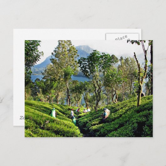 Tea Plantation Briefkaart (Voorkant / Achterkant)