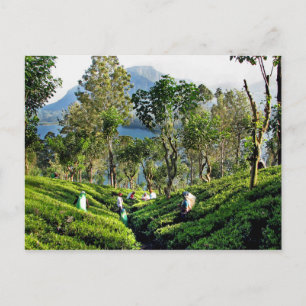 Tea Plantation Briefkaart
