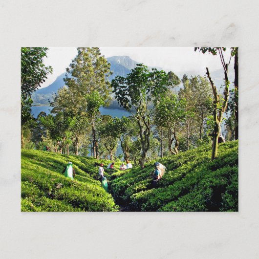 Tea Plantation Briefkaart (Voorkant)
