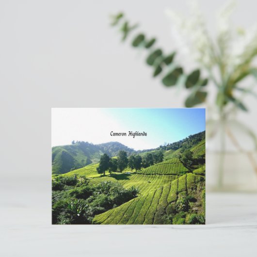 Tea Plantation, Cameron Highlands, Maleisië Briefkaart (Staand voorkant)